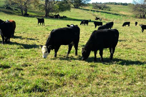 GRAZING SERVICES