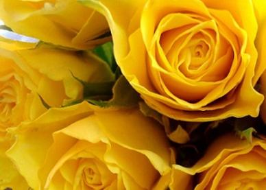 Yellow Roses