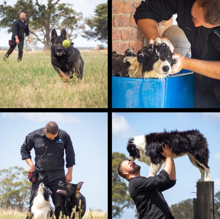 Master and Hound, Dog training melbourne, in home dog training, obedience
