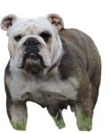 English bulldog in Colorado