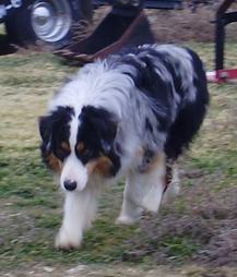 74 2024 ranch aussies