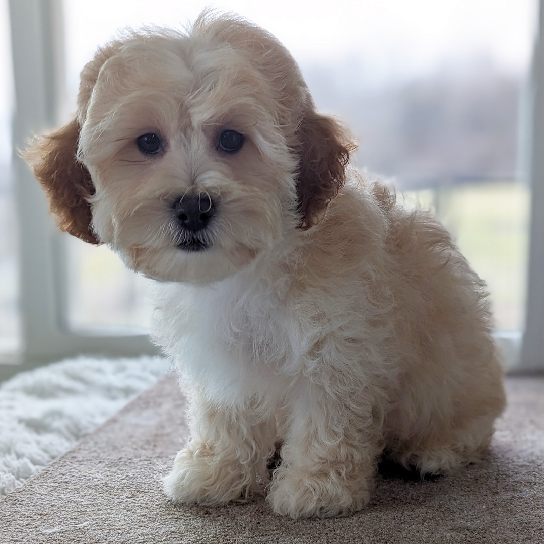 Shichon poo outlet puppies for sale