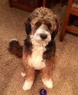 Sable colored hot sale bernedoodle