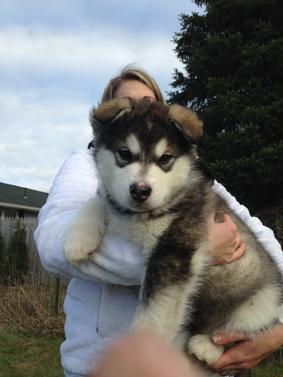 Giant malamute hot sale puppies for sale