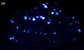 fluorescent SCHEELITE, QUARTZ, CLINOZOISITE - Trumbull (Old Mine Park), Fairfield County, Connecticut, USA - for sale