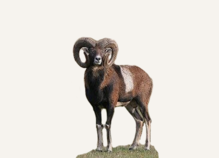 Hunting Mouflon Germany