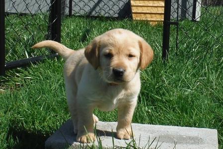 labrador retriever puppies for sale