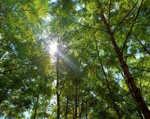 Church afforestation in Wolayita Sodo