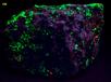 fluorescent MICROCLINE Amazonite, WILLEMITE, FLUORAPATITE, DIOPSIDE, ANDRADITE, QUARTZ, CALCITE - Franklin, Franklin Mining District, Sussex County, New Jersey, USA - for sale