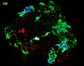 fluorescing Willemite, Hardystonite, Calcite, Clinohedrite, black Franklinite, yellow Andradite garnet,Franklin Mine, Franklin, Franklin Mining District, Sussex County, New Jersey