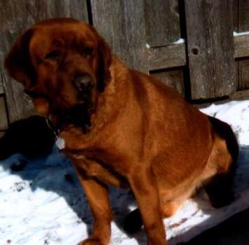 Fox Red Labradors Hoerters Gander Acres