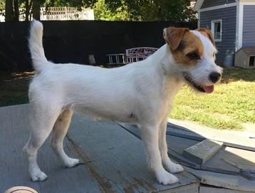 Venery Jack Russell Terriers