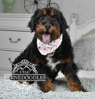 Mia Mini Bernedoodle