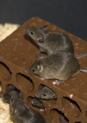 Mice infestation, Staunton