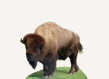 Hunting Bison Nebraska