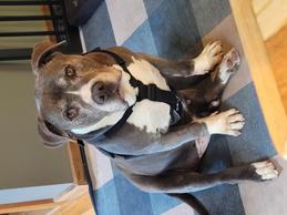 https://www.booboofoundation.org/pups.html