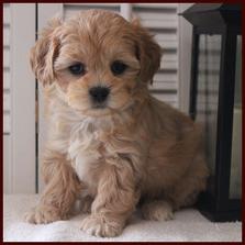 Shichon poo 2025 puppies for sale