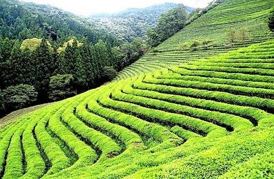 Darjeeling Tour Plan 2 Night 3 Days