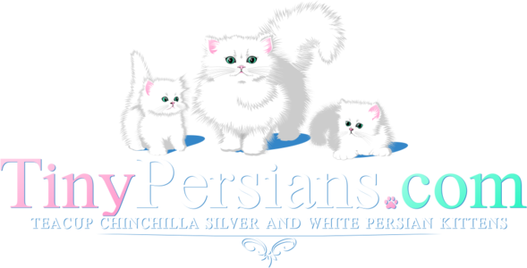 Persian Kittens For Sale Texas