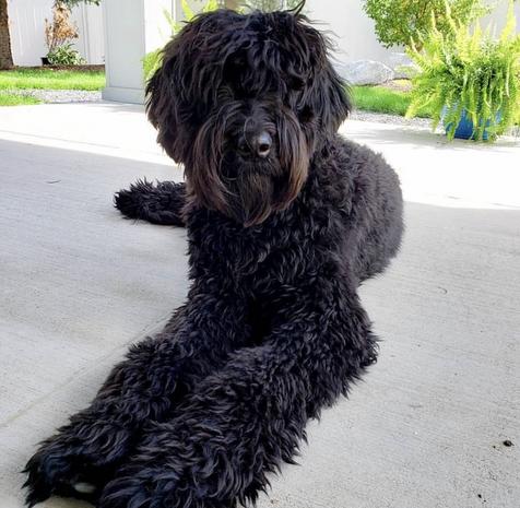 labradoodle full grown black