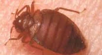 Bed Bug Pest Control