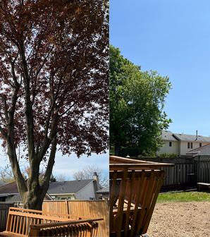Dead Ash Tree Removal, Stoney Creek Residential Tree Service, Climber in tree