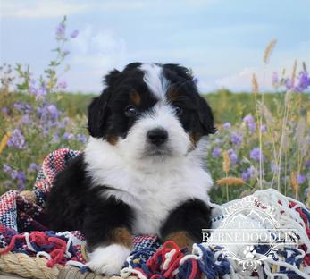 Mini Bernedoodles Puppies