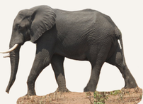Hunting Elephant Namibia