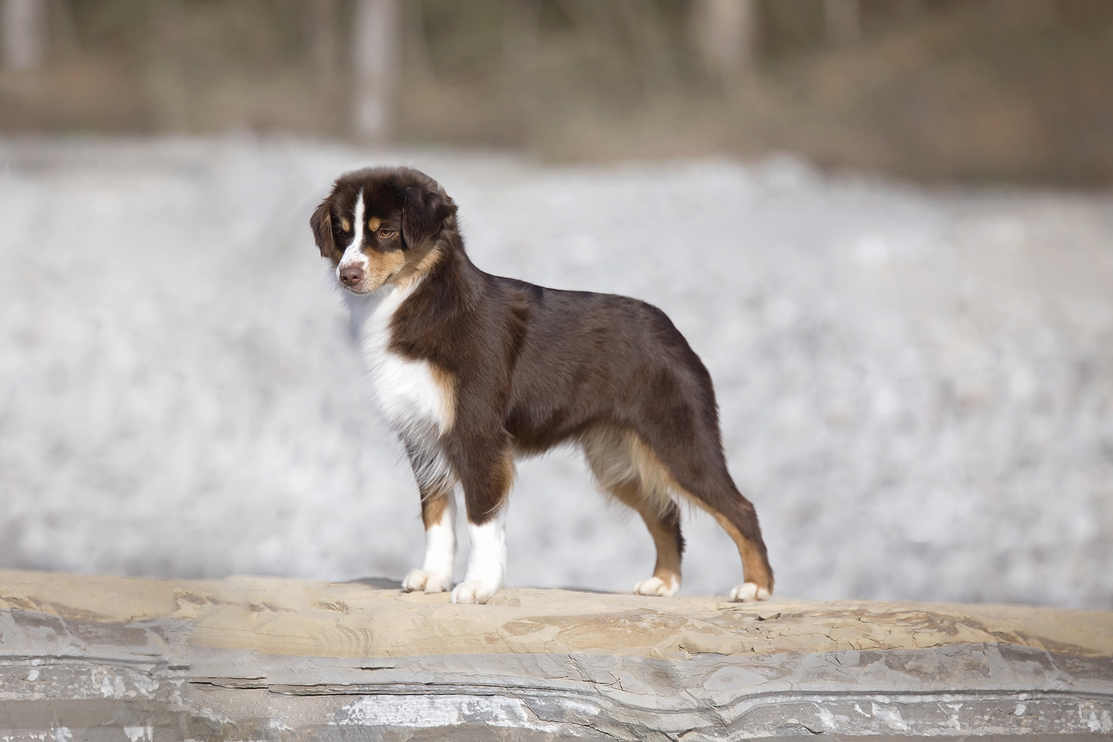 Miniature Australian Shepherd - Canna-Pet®