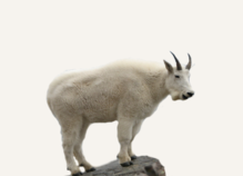 Hunting Mountain Goat Nevada