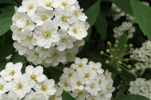 Spirea ‘Arguta’ ​