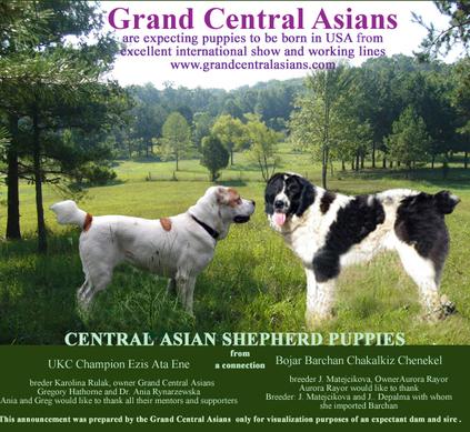 Central asian best sale puppies for sale