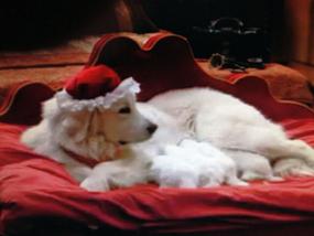 Great Pyrenees puppies ~ Wells' Providence AKC Registered Livestock Guardian Dogs and puppies