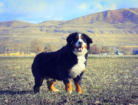 Bernese