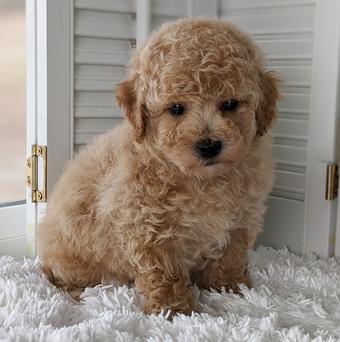 poochon puppy for sale