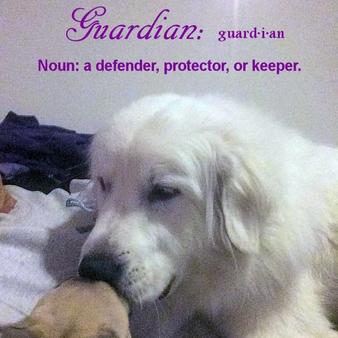 Wells' Providence Great Pyrenees Puppies ~ SUPERIOR breeder of purebred AKC Registered Great Pyrenees puppies for sale in Silex, Missouri Genuine Great Pyrenees breeder with verified reviews. This breeder strives to provide families with healthy puppies that have excellent temperaments. Wells Providence Great Pyrenees AKC Livestock Guardian Dogs and puppies registered great pyrenees puppies for sale near me Breeder of AKC Champion bloodlines Great Pyrenees puppies for sale Missouri, Wells' Providence Great Pyrenees LGD Puppies & Nigerian Dwarf Goats for sale, Wells' Providence AKC champion pedigree Great Pyrenees puppies for sale Missouri, Livestock Guardian dogs, home of Disney Santa Paws 2 Mrs. Paws Lady