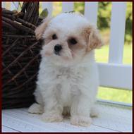 white maltipoo puppy