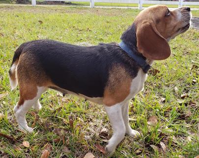 Leroy's Country Pups - Akc Beagle Puppies for Sale - Tampa, Florida