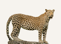 Hunting Leopard Ethiopia