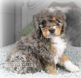 Blue merle bernedoodle for 2024 sale