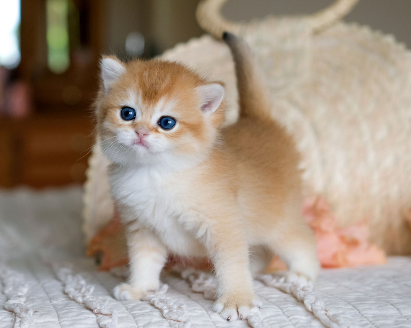 unoa 【Victorian cats Blue green】 unoa 【Victorian cats Blue green】 SILVERTALES CATTERY - British