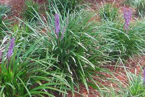 Liriope gigantea