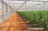 Greenhouse