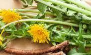 Dandelion Root