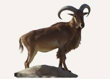 New Mexico Bighorn Sheep