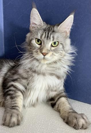 Maine Coon Kittens