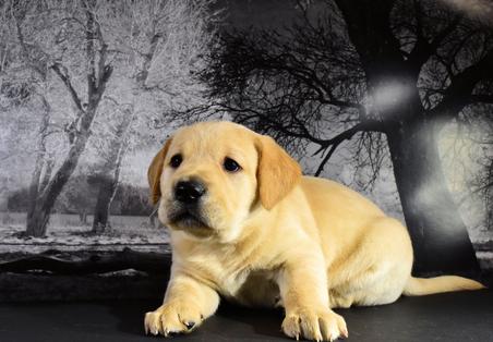 english yellow lab puppies for sale