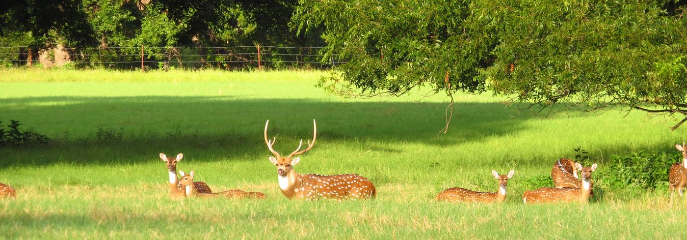 Exotic Hunts in Texas