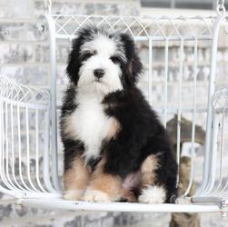 Trained older puppy