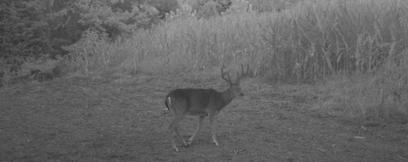 Kentucky trail cam photo